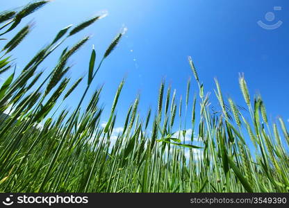 Summer field of wheat