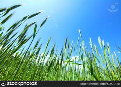 Summer field of wheat under blue sky. Summer field of wheat