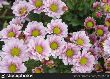 Summer field with beautiful pink flower . Beauty daisies. daisies flower