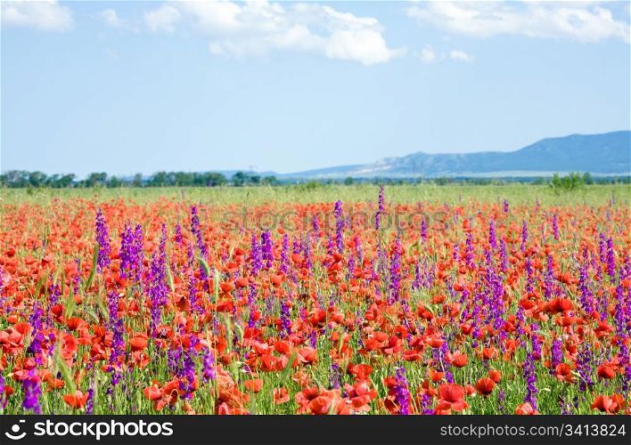 Summer field with beautiful red poppy and purple flowers.