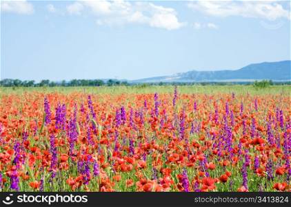Summer field with beautiful red poppy and purple flowers.