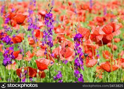 Summer field with beautiful red poppy and purple flowers (nature background).