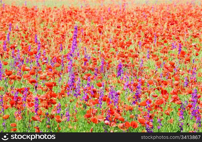 Summer field with beautiful red poppy and purple flowers (nature background).