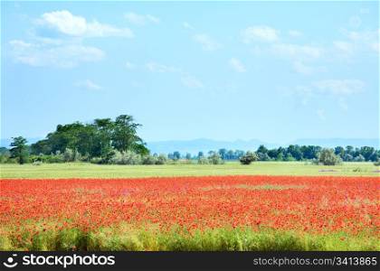 Summer field with beautiful red poppy flowers.