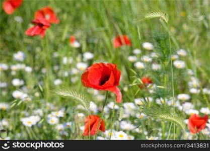 Summer field with beautiful red poppy, white camomile and green corn plant (nature background).