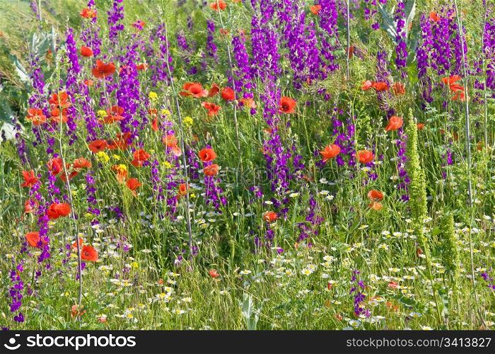 Summer field with beautiful red poppy, white camomile and purple flowers (nature background).