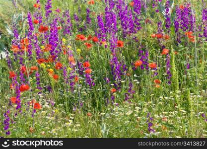 Summer field with beautiful red poppy, white camomile and purple flowers (nature background).
