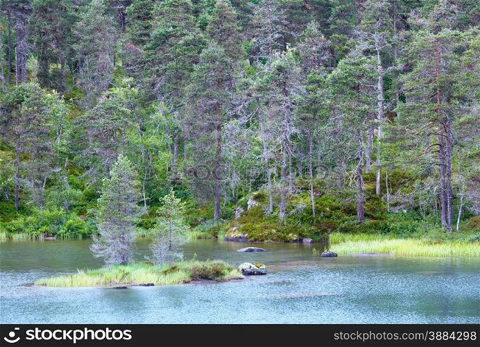 Summer fir forest on shore of fjord (Norway).