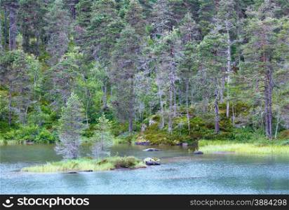 Summer fir forest on shore of fjord (Norway).