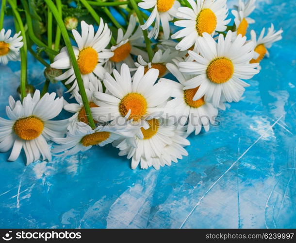 Summer Floral card with chamomile flower over blue vintage painted wooden background.