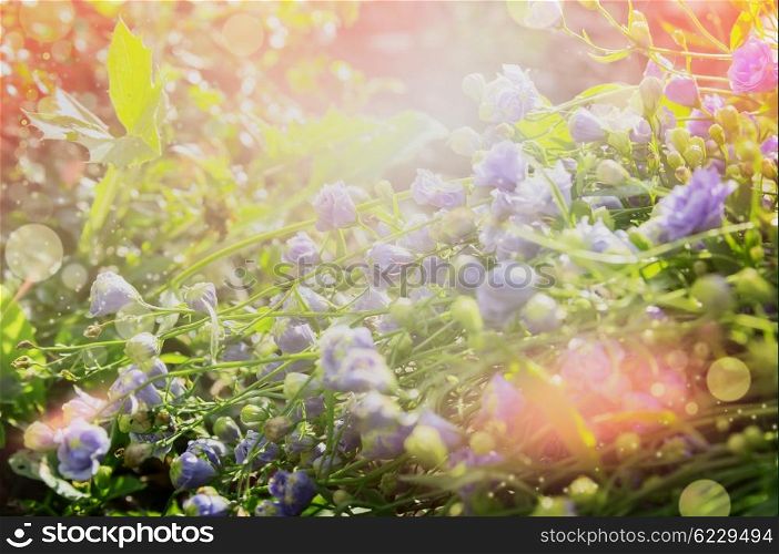 Summer floral nature background with blue bed flowers. Garden or park outdoor nature background