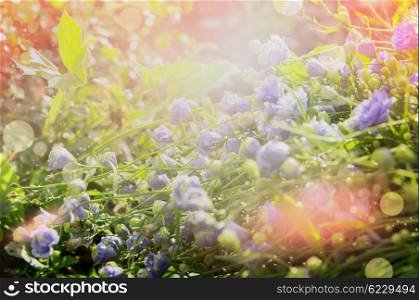 Summer floral nature background with blue bed flowers. Garden or park outdoor nature background