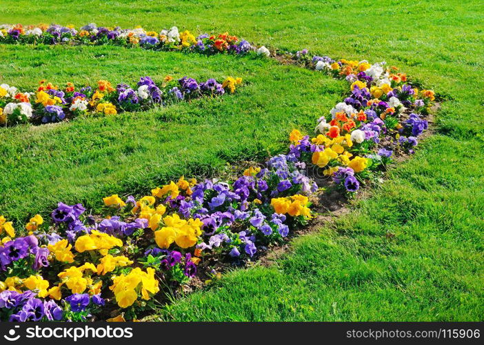 Summer flower bed and green lawn. Beautiful floral pattern of multi-colored violets.