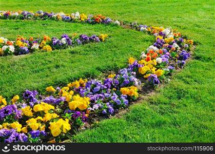 Summer flower bed and green lawn. Beautiful floral pattern of multi-colored violets.