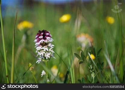 Summer flower - burnt orchid - among green grass straws and yellow blurred flowers