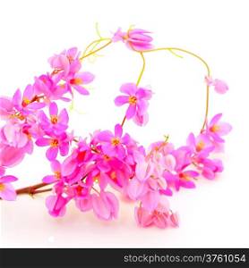 Summer flower, colorful Antigonon leptopus or Pink Coral Vine isolated on a white background
