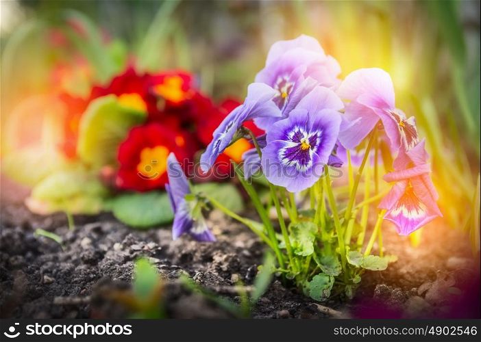 Summer flower garden beet with red primula and blue heartsease , outdoor