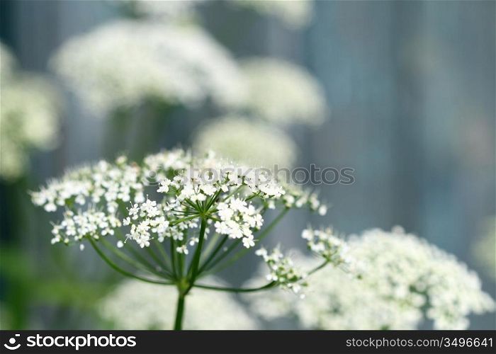 summer flower on green natural background