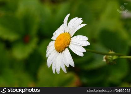 summer flower on green natural background