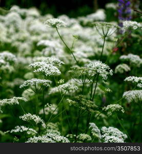 summer flower on green natural background