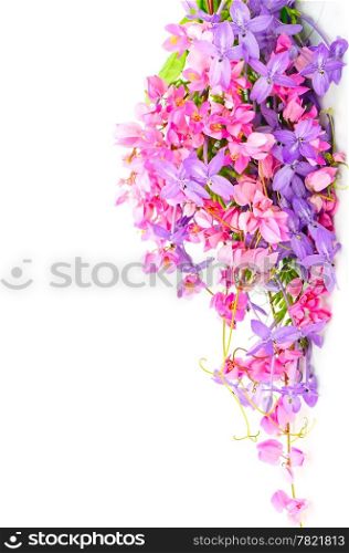Summer flowers background, colorful blossom of pink and purple flower, isolated on a white background