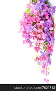 Summer flowers background, colorful blossom of pink and purple flower, isolated on a white background