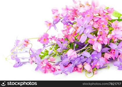 Summer flowers background, pink and purple flower, isolated on a white background