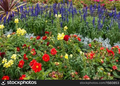 Summer flowers blooming in a flowerbed in an English garden