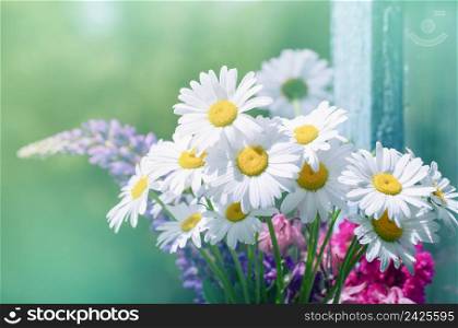 summer flowers camomile blossoms