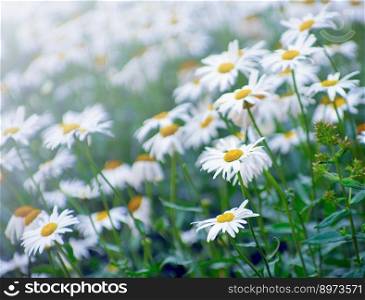 summer flowers camomile blossoms on meadow