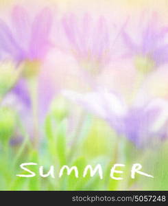 Summer flowers card, soft focus photo of gentle purple daisies, beautiful fresh field, floral background, beauty of nature concept