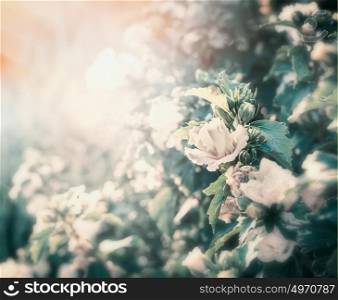 Summer flowers garden background with sunset lighting and roses