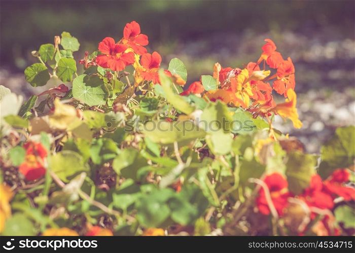 Summer flowers in red colors in a garden