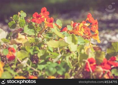 Summer flowers in red colors in a garden