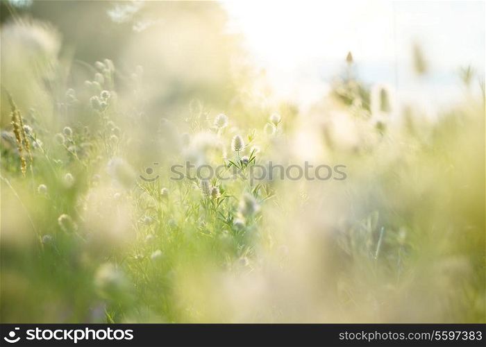 Summer flowers meadow