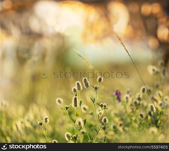 Summer flowers meadow