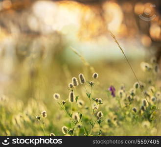 Summer flowers meadow