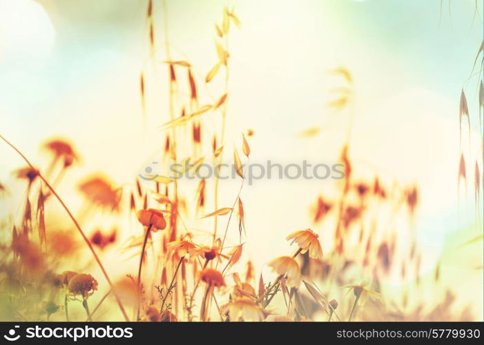 Summer flowers meadow