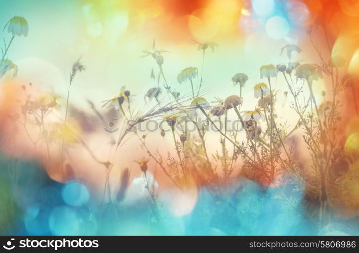 Summer flowers meadow