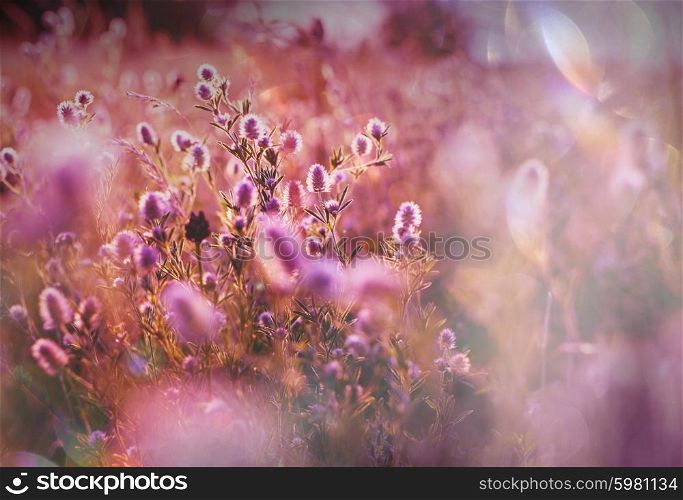 Summer flowers on the foggy meadow
