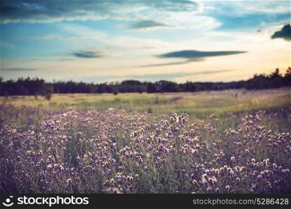 Summer flowers on the meadow