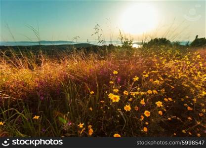 Summer flowers on the meadow