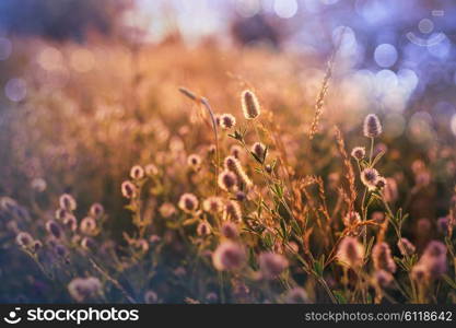 Summer flowers on the meadow