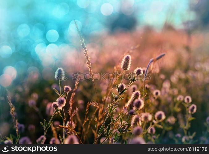 Summer flowers on the meadow