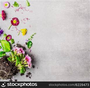 Summer flowers plant with petals and leaves on gray stone background, top view, place for text. Gardening or potting concept