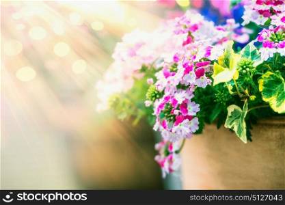 Summer flowers pot at sunbeams light background, front view