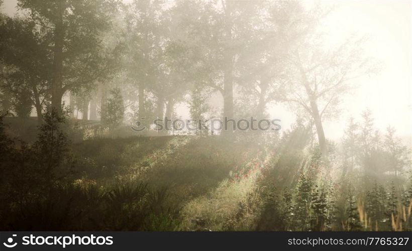 summer fog in the forest
