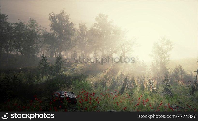 summer fog in the forest