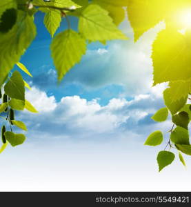 Summer foliage against blue skies and bright sun