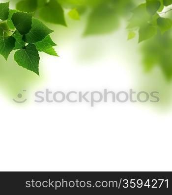 Summer foliage against white backgrounds